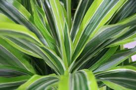 Als meister der floralen illusion, wirft ein drachenbaum beim zimmergärtner fragen auf rund um die schnittpflege. Drachenbaum Dracaena Fragrans Pflege Von A Z