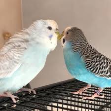 Our Female Parakeets Being Sweet In 2020 Best Pet Birds Parakeet Budgies Bird