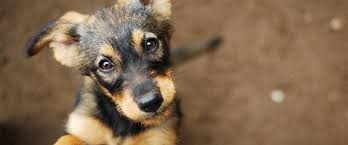 Then the solution for your search of walmarts near me have the easiest and simplest form. Emergency Vet In Wheeling Wv Animal Urgent Care Center
