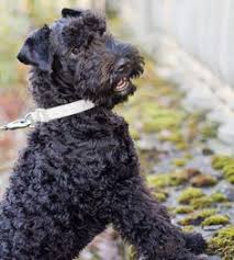 Kerry blue terrier puppies for sale ireland. 180 Kerry Blue Terrier Ideas Kerry Blue Terrier Terrier Blue