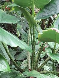 Before leaving, zebrina reticulata alocasia plants are inspected, watered, and pruned. Lg Zebrina Reticulata Elephant Ear Plant Alocasia Real Tropicals