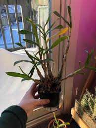Help Dendrobium Bracteosum I Bought It A Year Ago And It Had All Green Leaves And Beautiful Pink Flowers Around The Base It S Now Losing Leaves Once They Turn Yellow It Gets