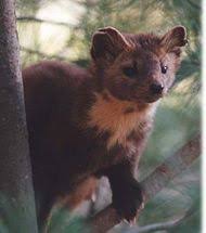 New Brunswick Pine Martens To Be Introduced To Cape Breton Cbc News Pine Marten New Brunswick New Brunswick Canada