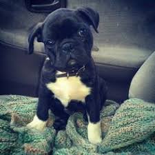 They also tend to be prone to jumping up and climbing over people and furniture. 7 Bugg Puppies Ideas Bugg Puppies Puppies Pug Mix