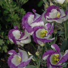 Image result for eustoma lisianthus in garden