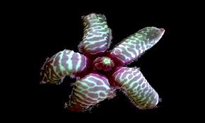 Image result for Orbea maculata