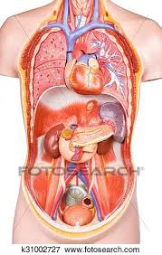 Torso, head (2 parts), 1/2 of the brain, 2 lungs, heart (2 parts), stomach, liver, intestines. Ar 2376 Human Torso Diagram Schematic Wiring