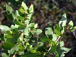 Image result for Searsia natalensis