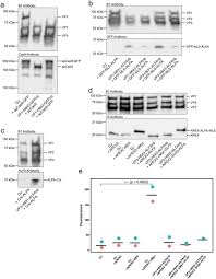 Image result for Black 1999 AAV