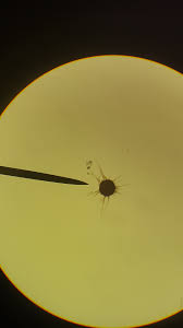 Image result for Uncinula necator