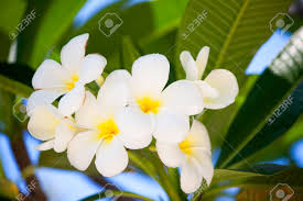 The long stems grow in clumps and can grow up to 3 ft. Good Smell Of White Flower It Name Is Lan Tom Or Leelawadee On Morning Time Stock Photo Picture And Royalty Free Image Image 49820967