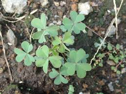 植物の葉の付き方をみると あいかわ公園自然観察ガイド