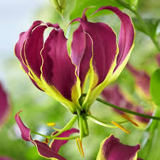 Image result for Gloriosa