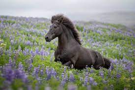 I Photograph Horses In The Breathtaking Icelandic Landscape Horses Icelandic Horse Animals