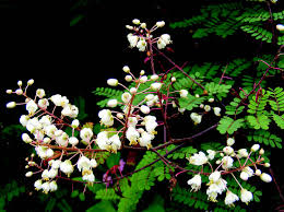 Image result for Pterolobium