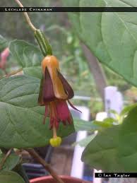 Maybe you would like to learn more about one of these? Pin On Fuchsia Aquilegia E
