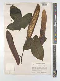 Image result for Coccinia mildbraedii