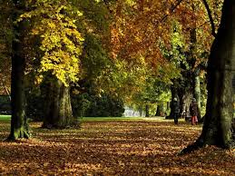 Bureaublad Achtergronden Herfst Http Wallpapic Nl Natuur Herfst Wallpaper 28515 Wallpaper Bureaublad Achtergrond Achtergronden