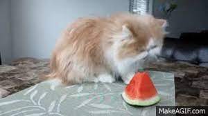 Mouse gifs get the best gif on giphy. Cat Eating Watermelon Gif On Gifer By Kejas