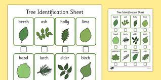 We did not find results for: Tree Identification Sheet Teacher Made