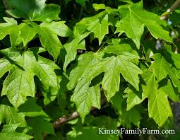 Maple sugar is different, and it's very convenient for use in your favorite recipes. Maple Trees For Sale Georgia Garden Center Kinsey Family Farm