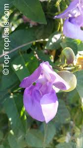 Image result for Vigna radicans