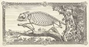 Maybe you would like to learn more about one of these? Pin By Upcycle Co Lab On Illustration Anatomy Drawings Strange Beasts Scientific Illustration