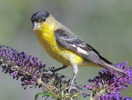 Identification Small Birds Of Colorado Lesser Goldfinch Green Backed Form Jilguero Aliblanco Capita Negra Chichinbacal Chiruli Chisga Pardillo Mozoti Goldfinch Bird Life List Beautiful Birds