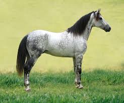 L'alliance entre l'homme et le cheval dure depuis de nombreux millénaires. Cheval Wikipedia