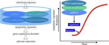 What does air muka mean in english? Epigenetic Response Profiles Into Environmental Epigenotoxicant Screening And Health Risk Assessment A Critical Review Sciencedirect