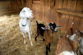 You can eat zucchini fried, boiled, steamed or baked. Kitchenography Goat Family Album