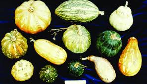 Image result for Cucurbita moschata