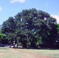 Image result for Ficus saussureana