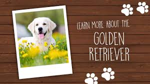See more of golden retriever puppies on facebook. Golden Retriever Puppies For Sale Available In Phoenix Tucson Az