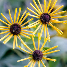 Image result for Eriosema erici-rosenii