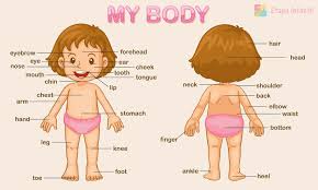 Las Partes Del Cuerpo En Ingles Para Ninos Partes Del Cuerpo En Ingles Partes Del Cuerpo Preescolar El Cuerpo Preescolar