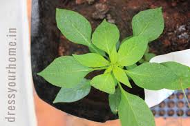 Now people in india are. 5 Super Easy Vegetables To Grow In Pots All Year