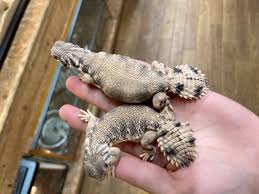 トーマストゲオアガマ トカゲ図鑑