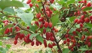 Goumi Elaeagnus Multiflora Native To The Far East This Shrub Reaches 4 To 6 Foot Tall Self Fertile Not Bothered By Fruit Trees Gardening Zones Edible Plants