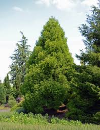 Image result for Cryptomeria
