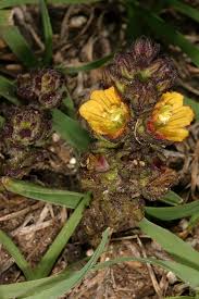 Image result for Alectra orobanchoides