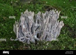 Image result for Clavulina cinerea