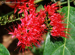 Image result for Combretum mkuzense