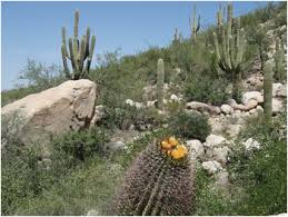 Succulents and cactus need a rest period once a year. Terrestrial Biomes Chapter 3 Comparative Plant Succession Among Terrestrial Biomes Of The World