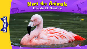 Meet The Animals 23 Flamingo Level 2 By Little Fox Flamingo Animals Animal Report