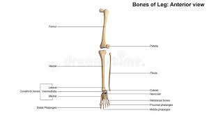 Lower jaw (mandible) collar bone. 239 Tibia Fibula Leg Bones Photos Free Royalty Free Stock Photos From Dreamstime