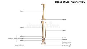In humans the neck of the femur connects the shaft and head at a 125 degree angle, which is efficient for walking. 240 Tibia Fibula Leg Bones Photos Free Royalty Free Stock Photos From Dreamstime