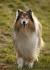 Collie - Wikipedia