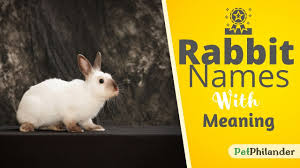 20 Most Popular Rabbit Names For Your New Bunny Cute Bunny Names Best Pet Names Youtube