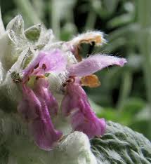 Image result for Stachys aculeolata